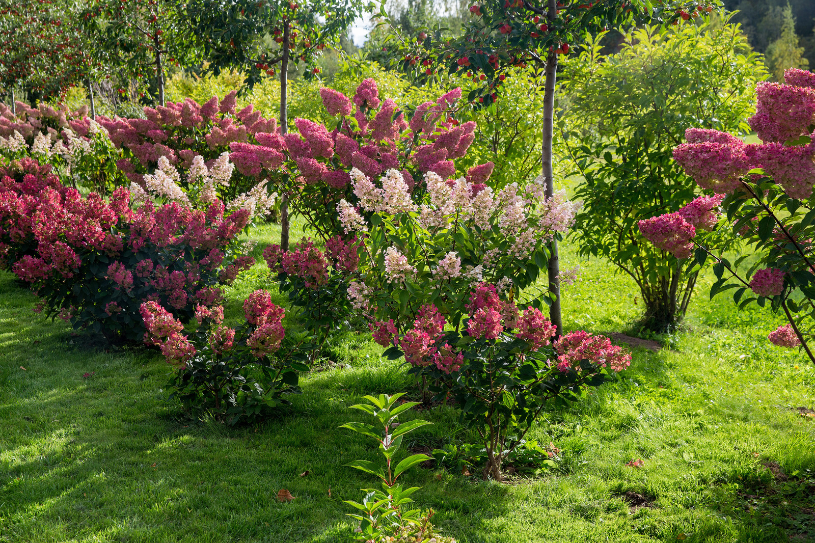 Парк в  Шаховском районе