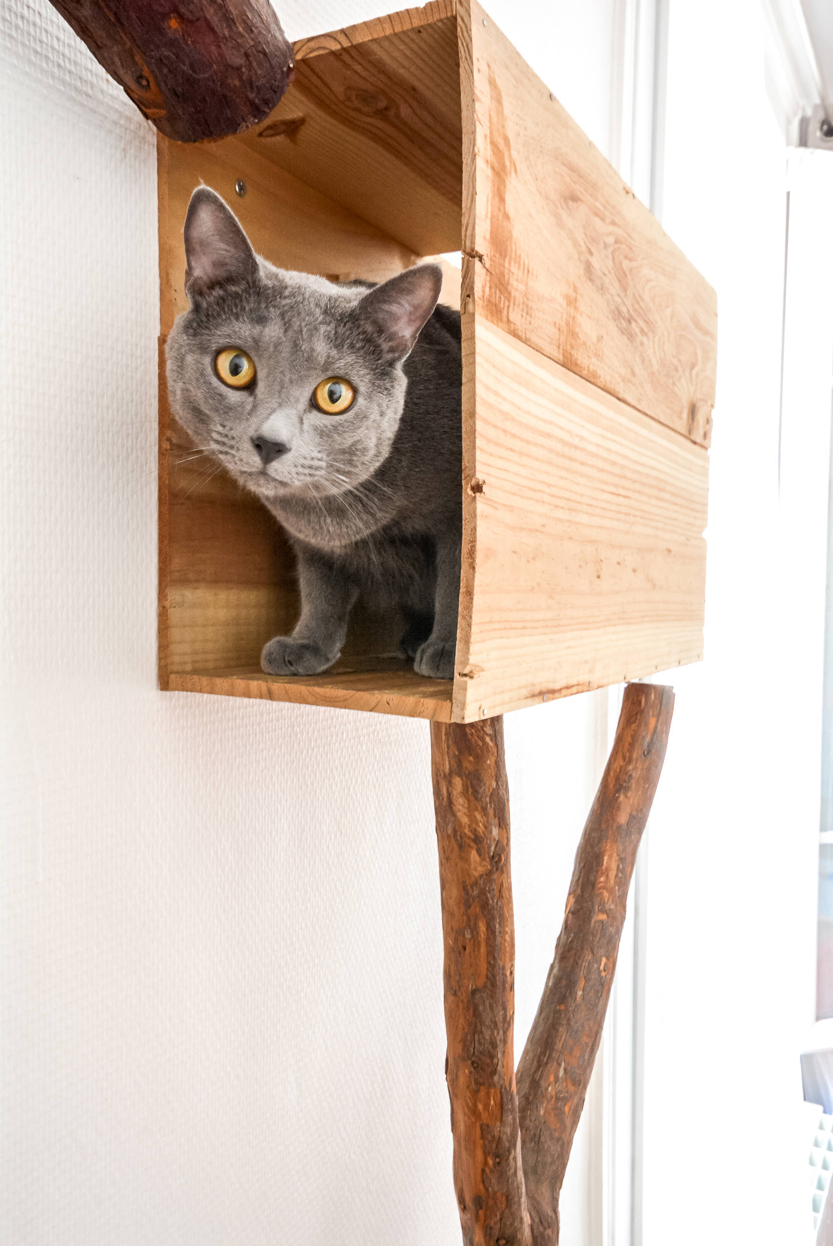 Мир дизайна: 10 счастливых питомцев и их места обитания в доме