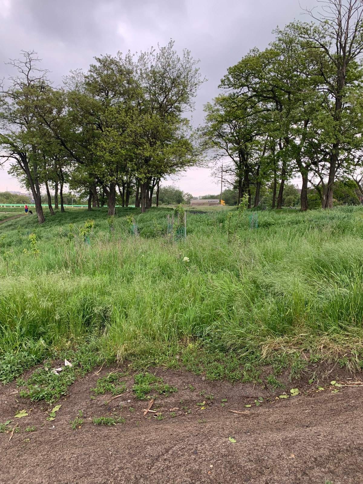 Баса отдыха. Кумжинской роща, берег Дона