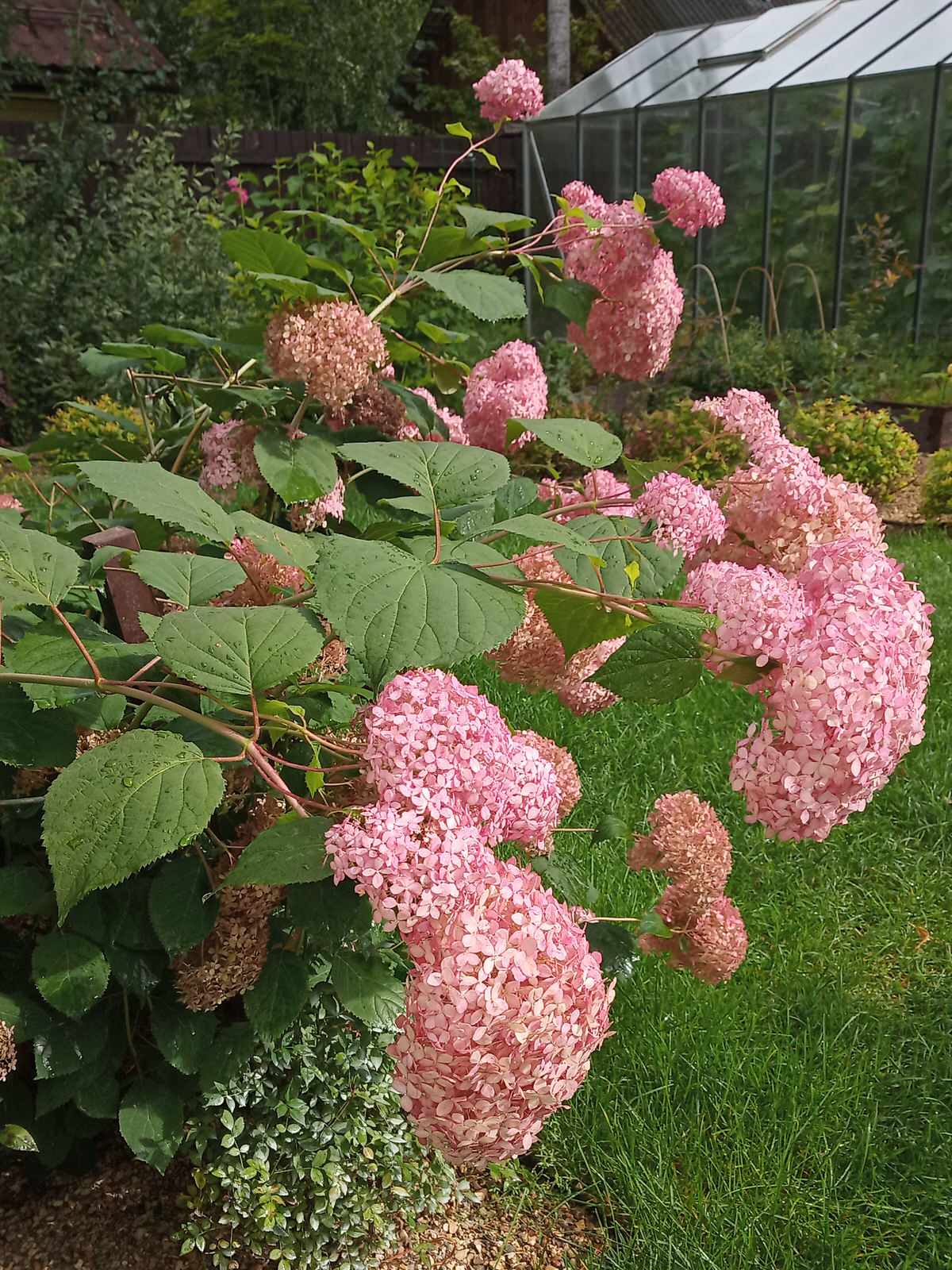 Сад в Рожновке