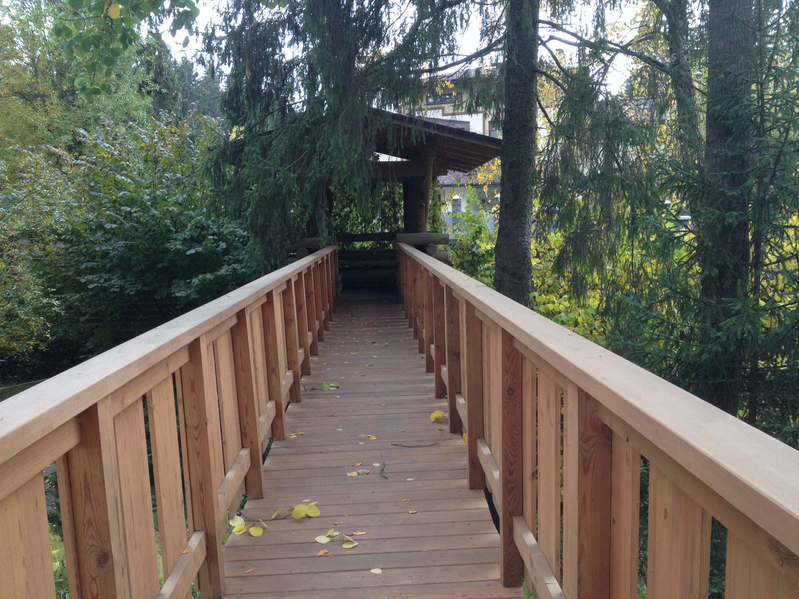 Лесная жизнь