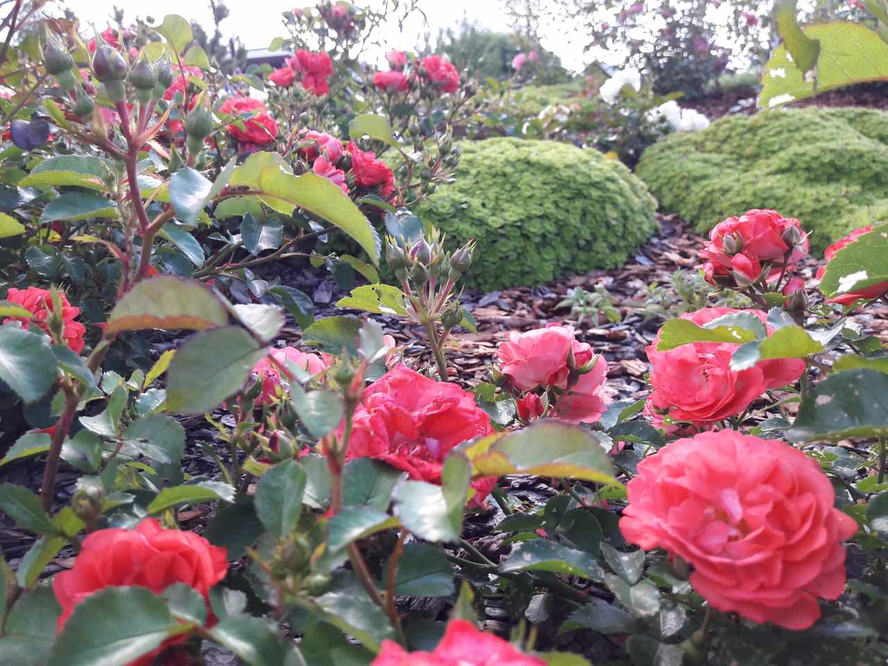 Сад  на холмах