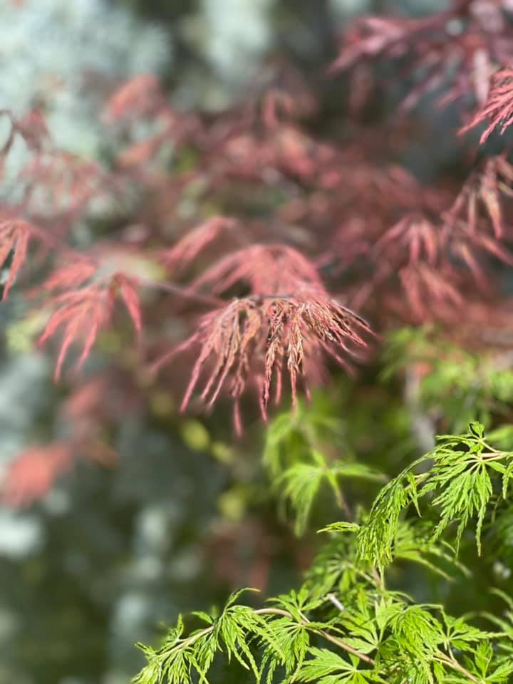 В гостях: Загадочный сад в Херсоне на 12 сотках