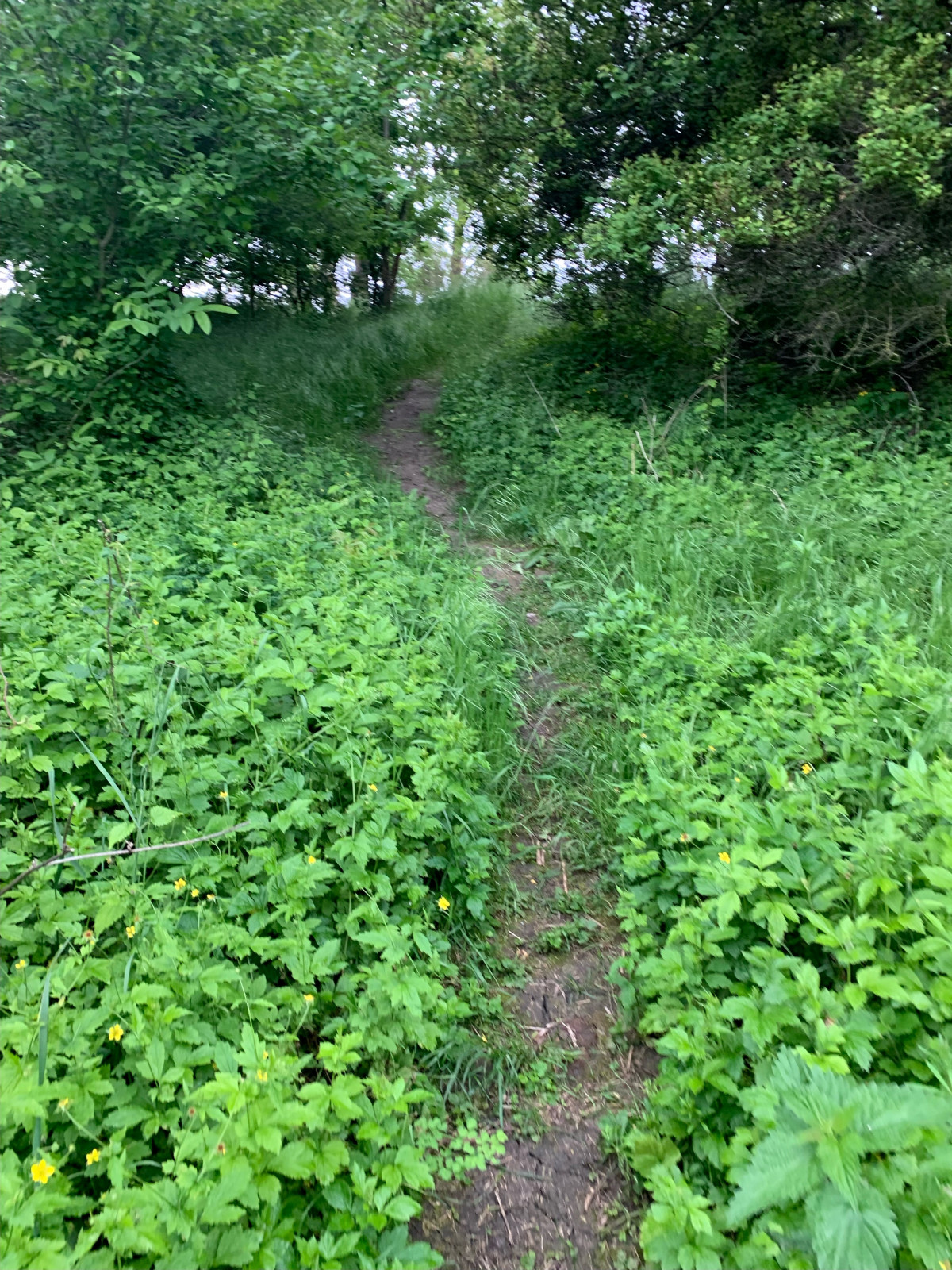 Баса отдыха. Кумжинской роща, берег Дона