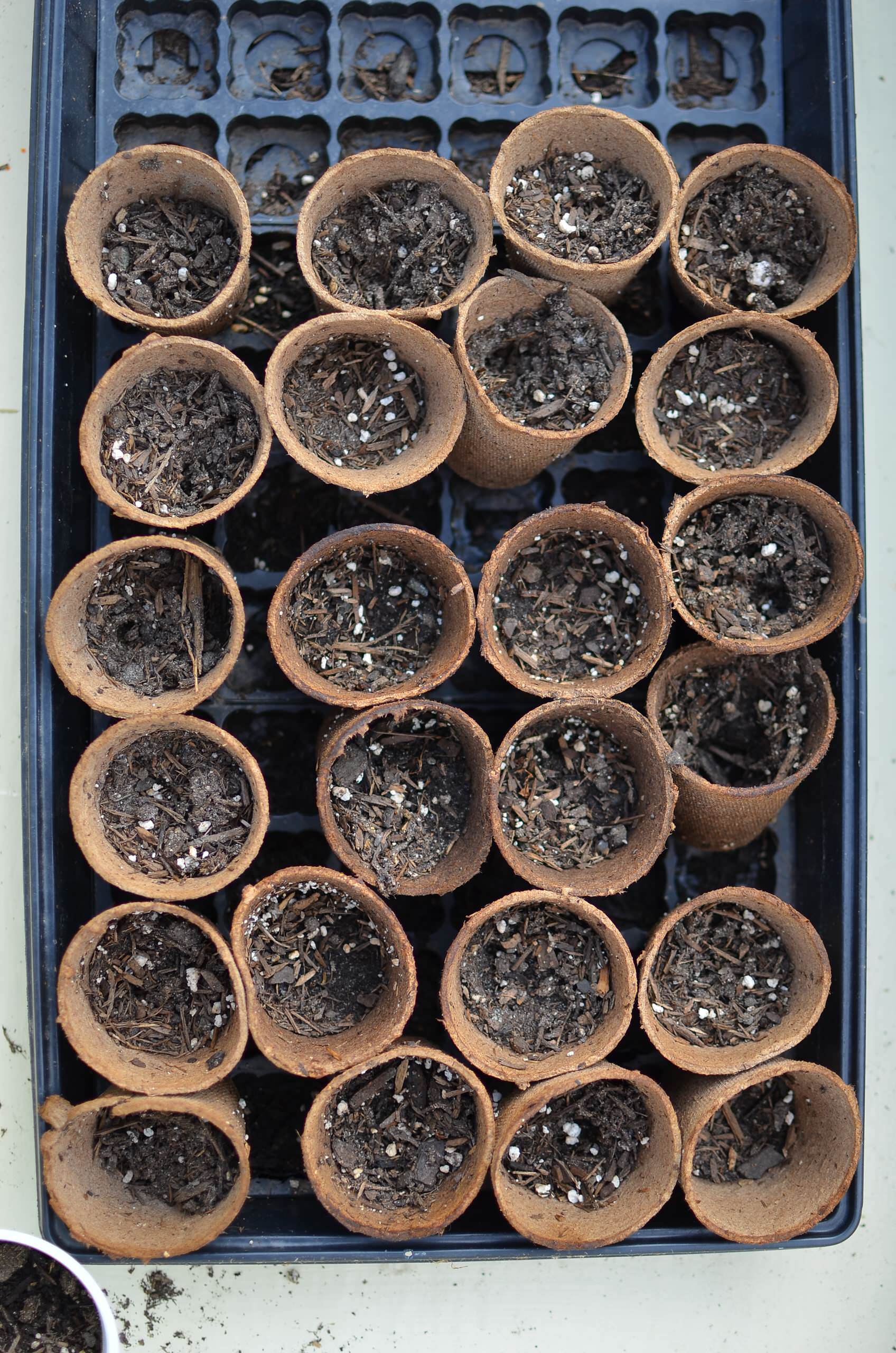 Всё о рассаде: 12 ответов на актуальные вопросы