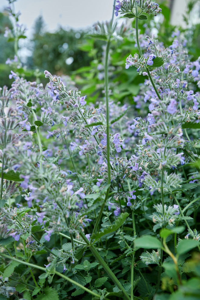 Проект "Современный сад"