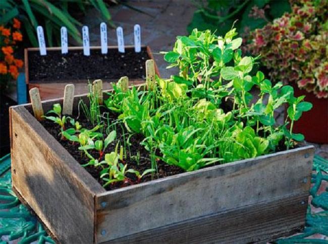 Весна идет: Основные правила выращивания рассады