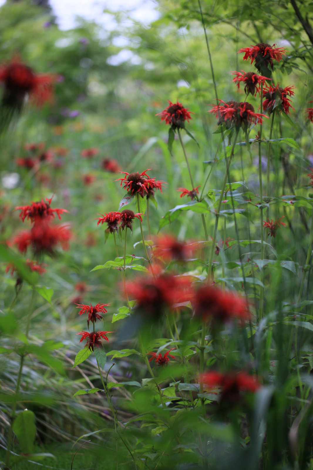 Сад Флориста