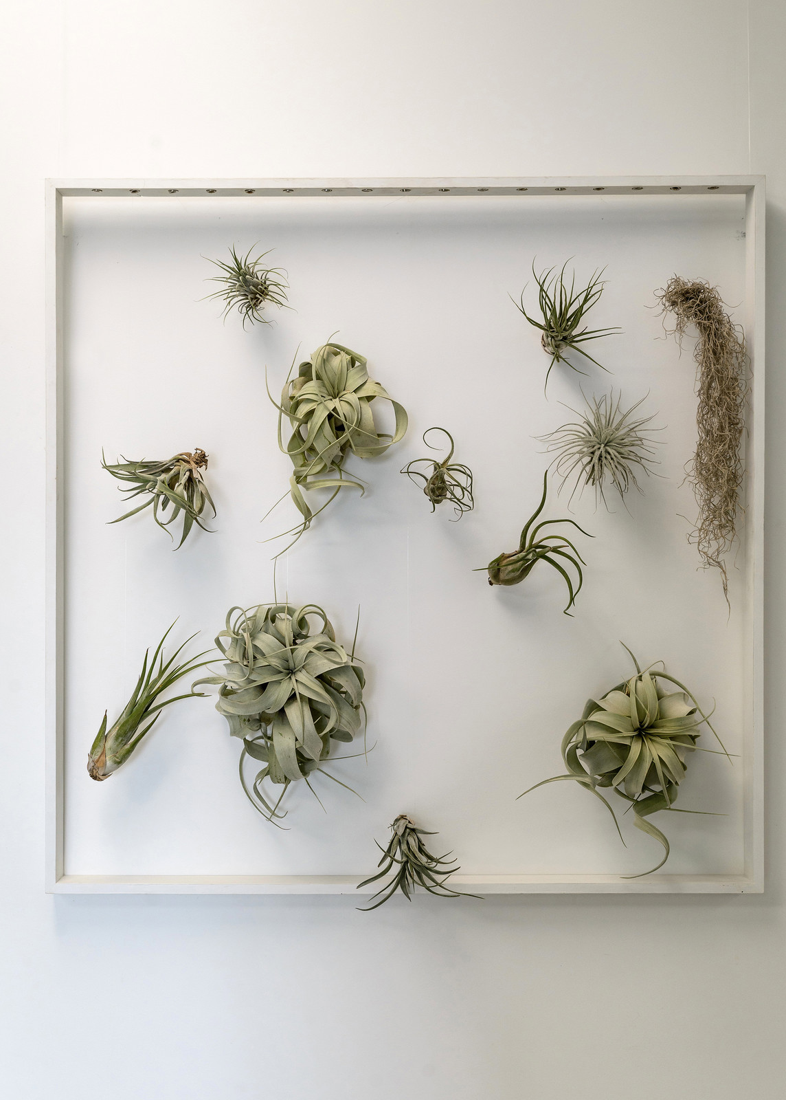 Озеленение холла помещения и кабинета руководителя