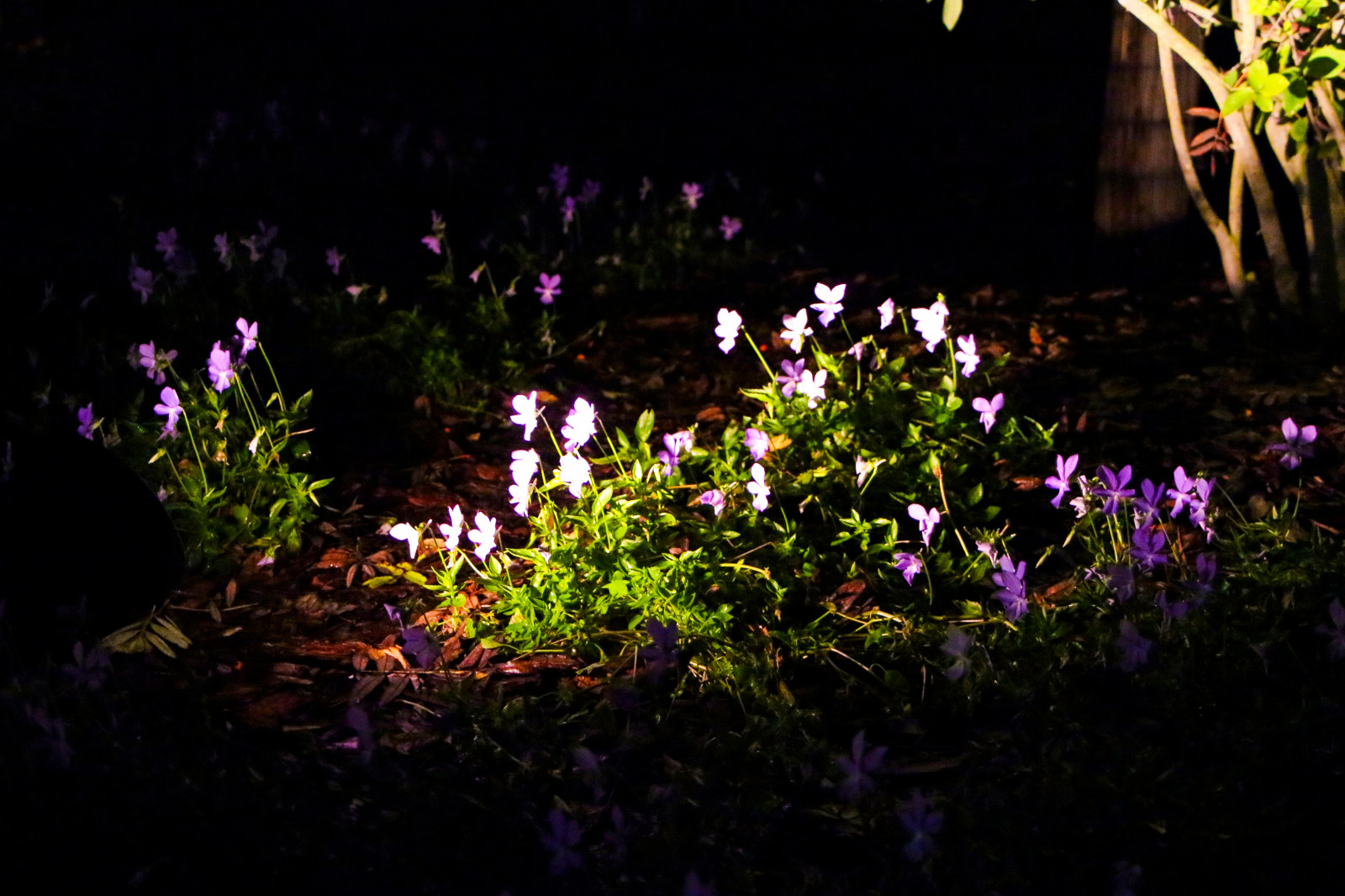 Горки-10, ночной сад, 2017-2020 гг.