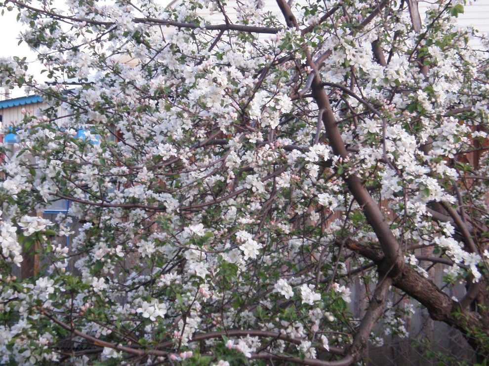 Плодово-ягодный сад: Как выиграть битву за красоту и собрать урожай