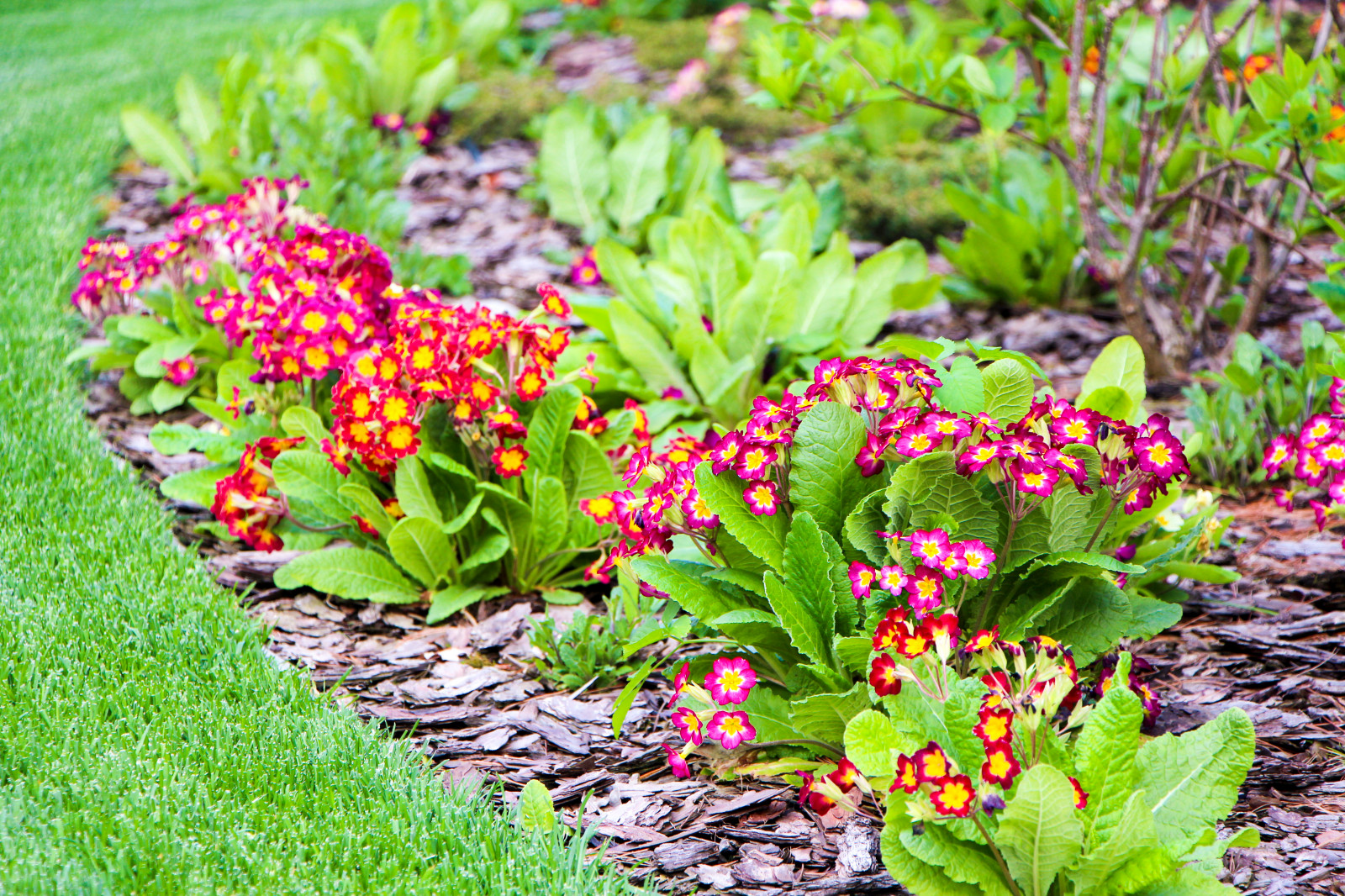 Горки-10, 2017-2020 г.г.