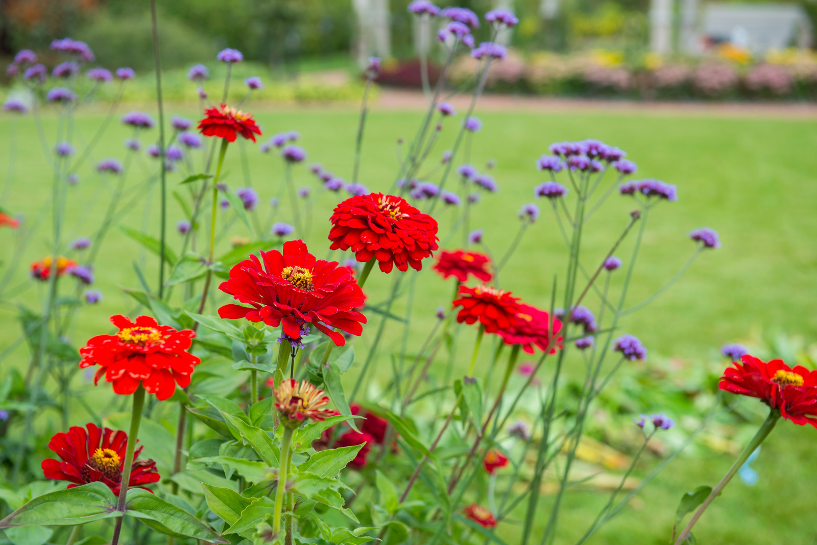 Цветники из однолетников