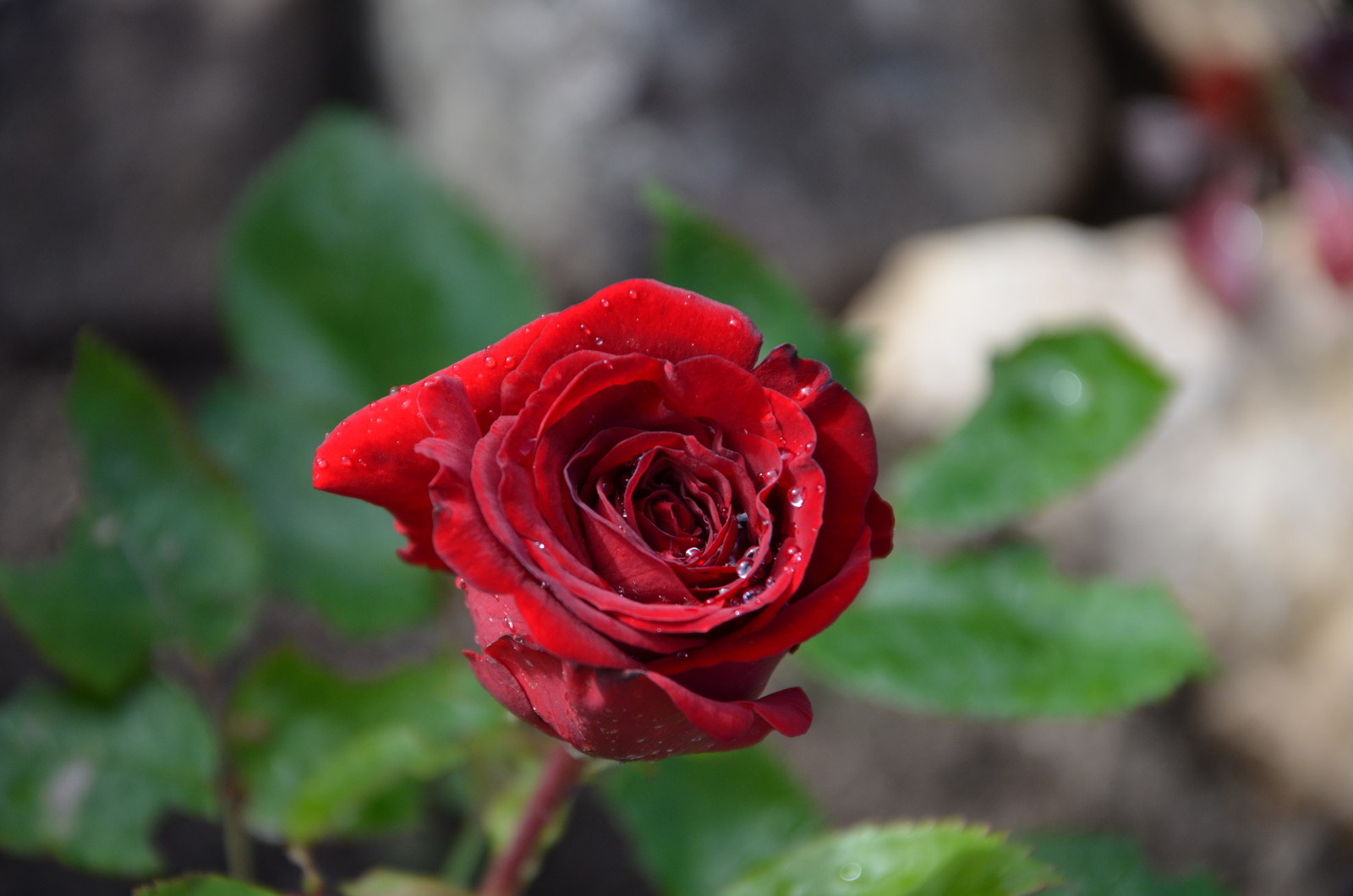 Садовый участок