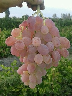 Отабек Халилов