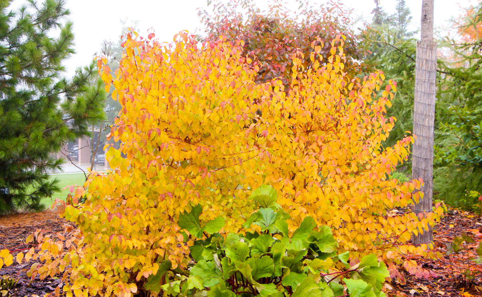 Горки-10, 2017-2020 г.г.