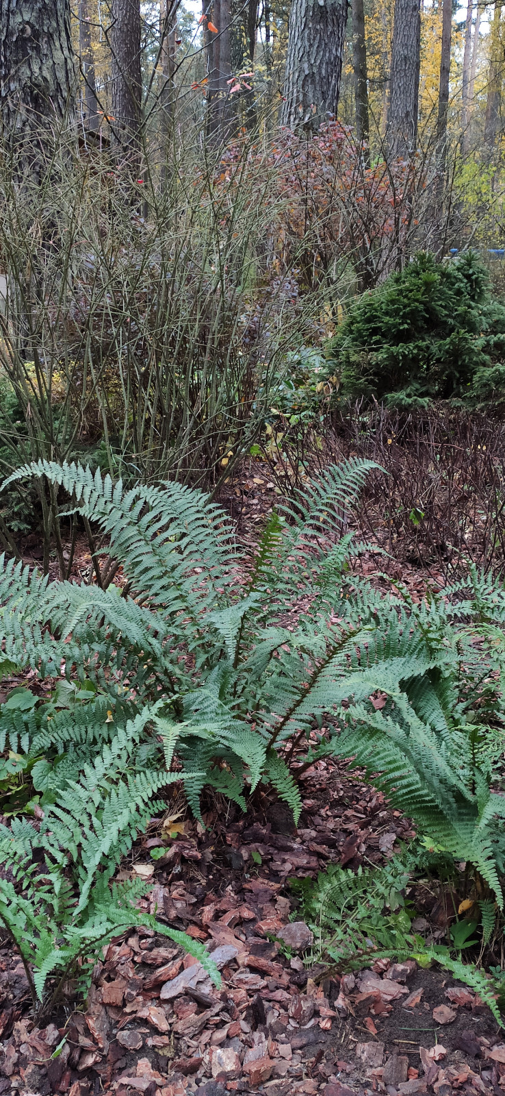 "Дача в Кратово"