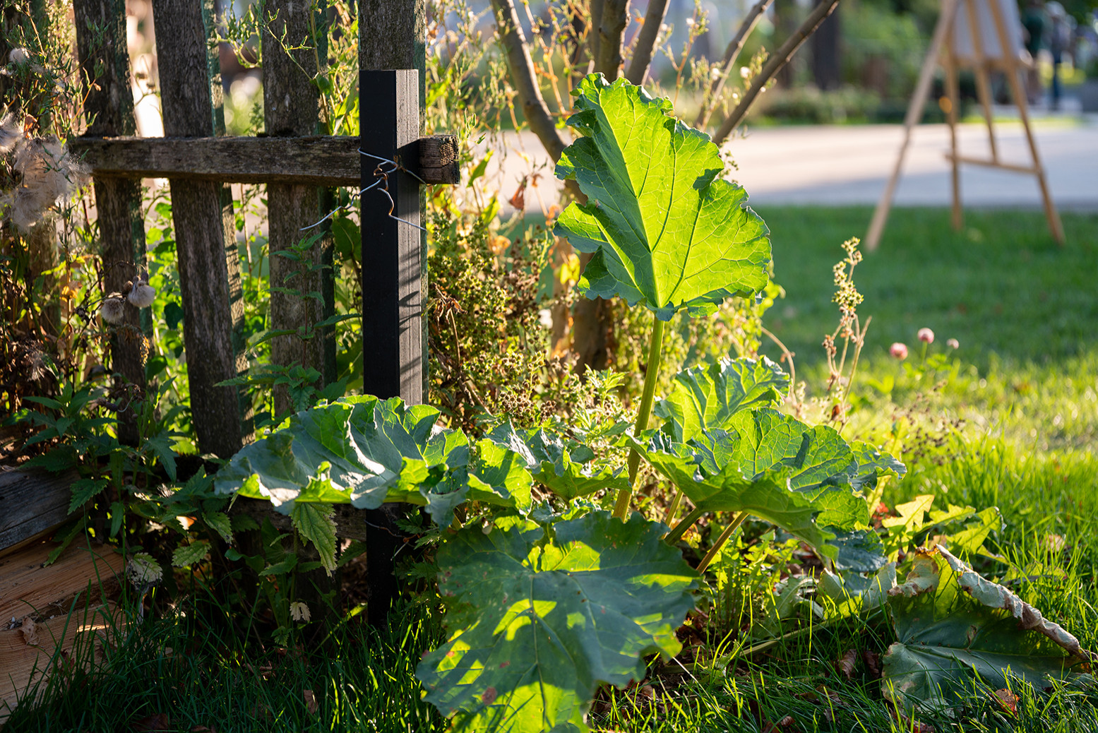 Фотосъемка  "САДЫ и  ЛЮДИ2019"   -  Сад Наследие . ГРАН-ПРИ