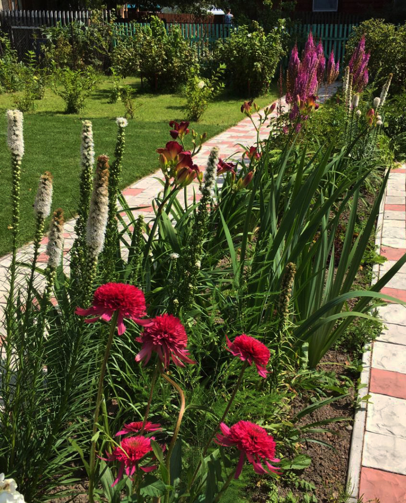 Цветник из многолетников