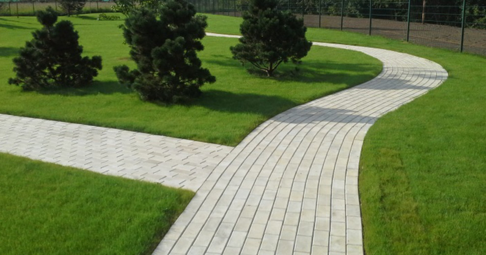 Горная сосна Гном.