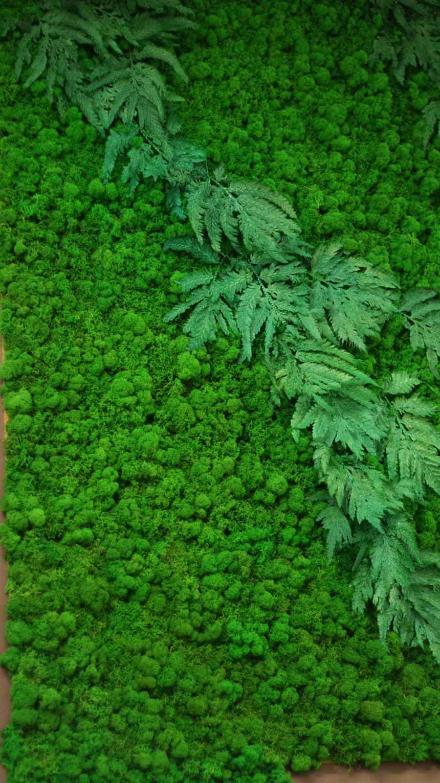 Фитостена из стабилизированного мха.