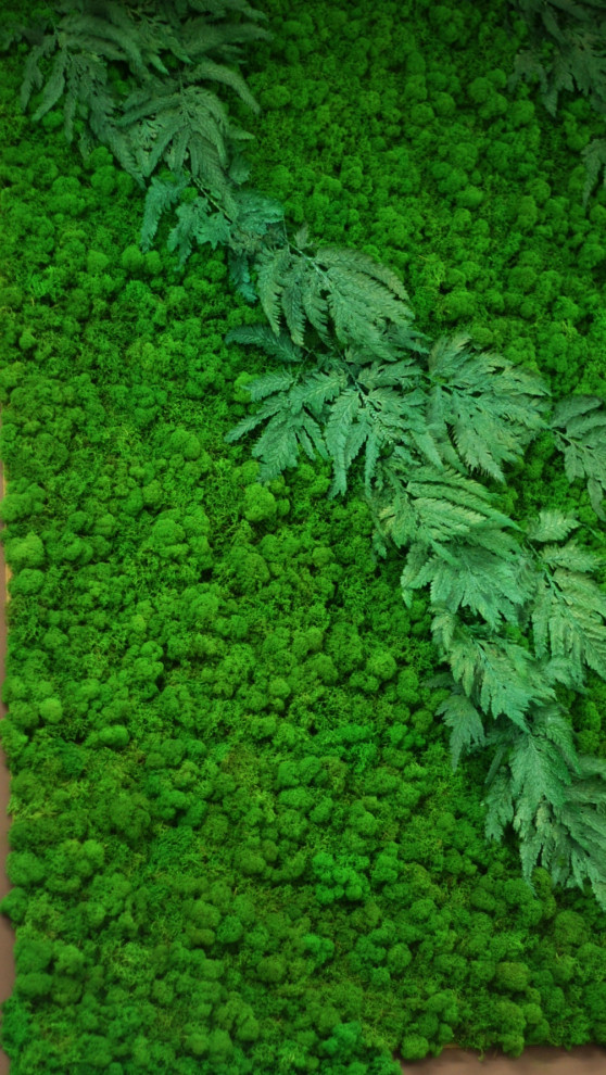 Фитостена из стабилизированного мха.