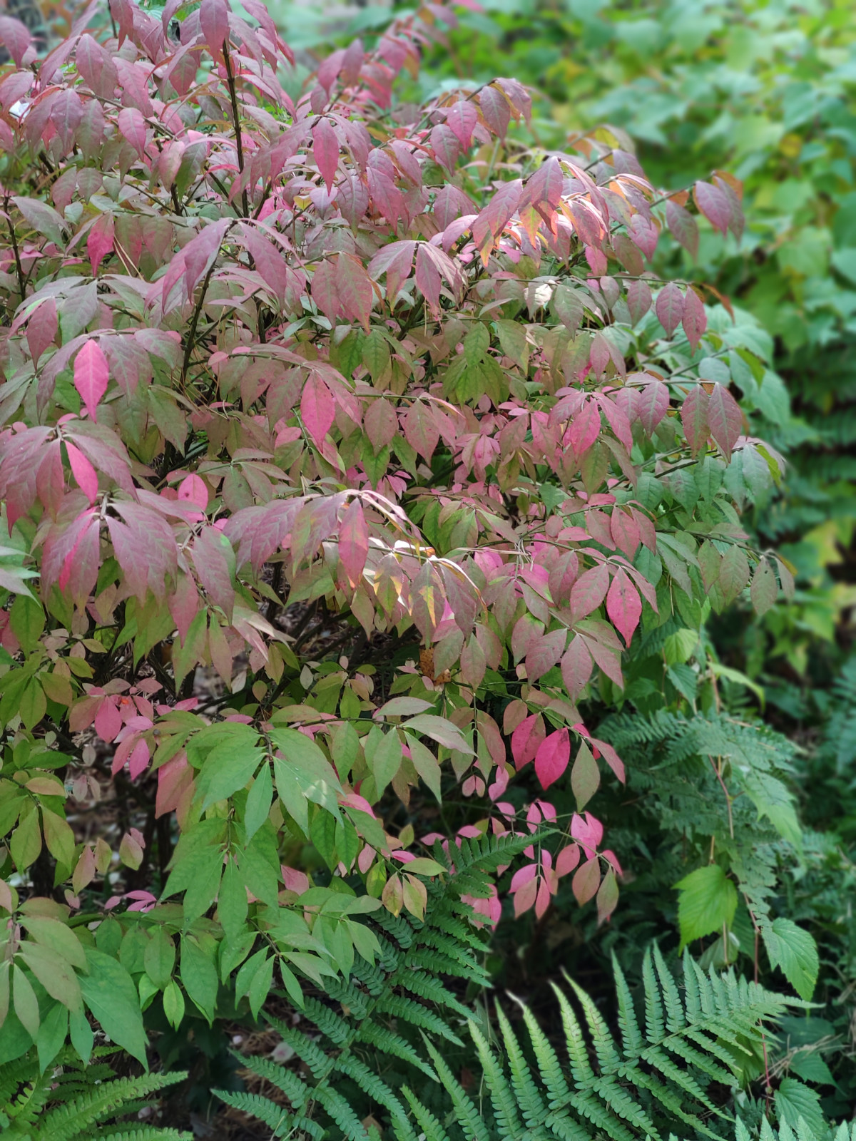 "Дача в Кратово"