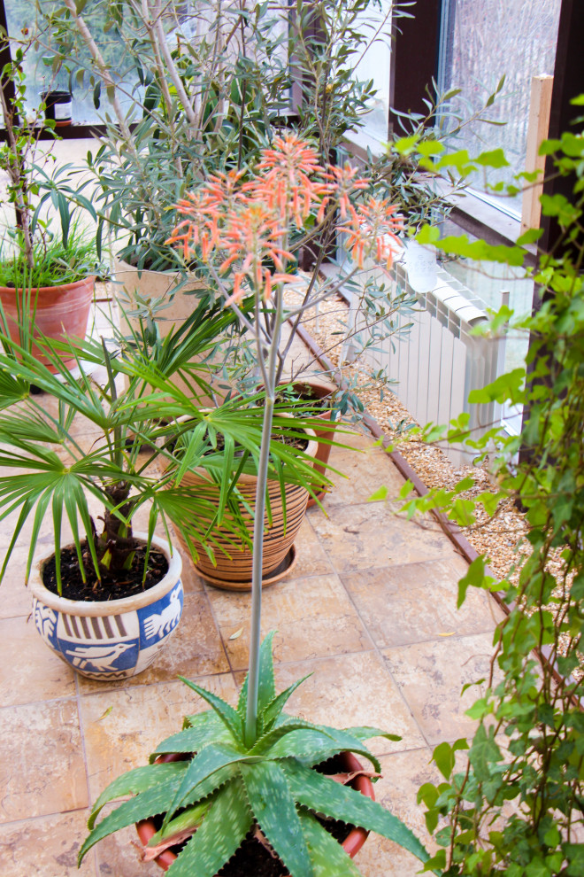 Тарасовка, зимний сад, 2012-2013 гг.