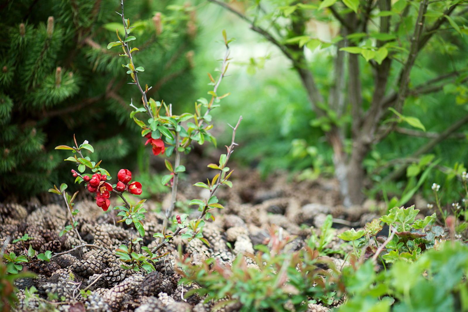 Первая весна в саду "Красный октябрь"