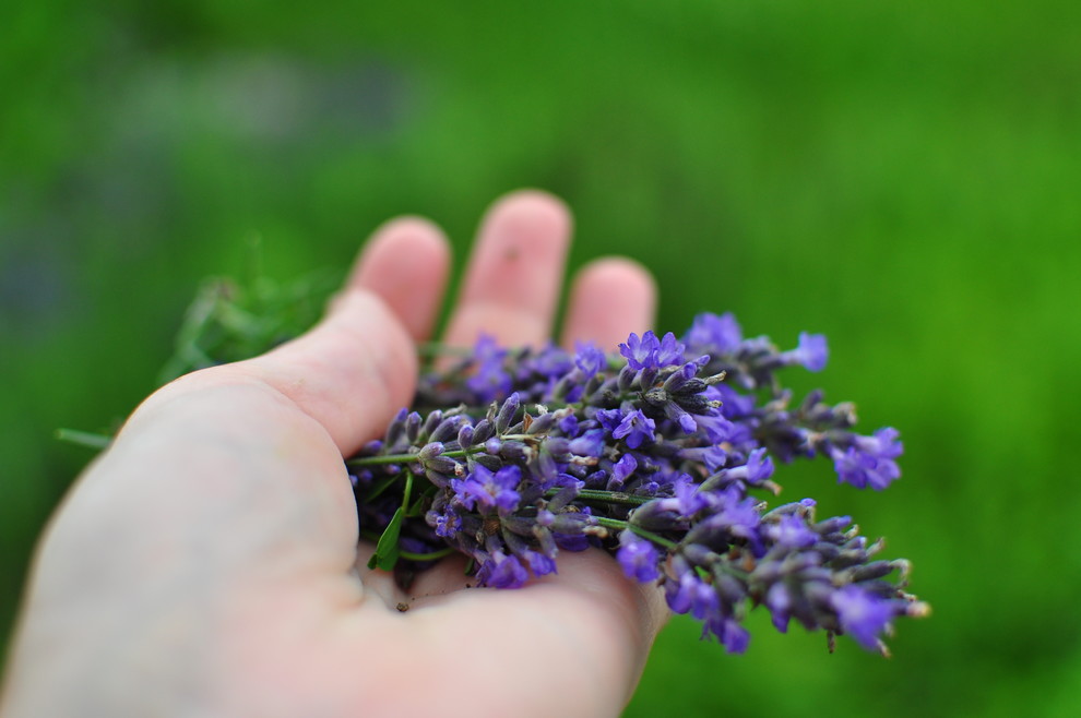 Что посадить: Сухоцветы для букетов и цветника