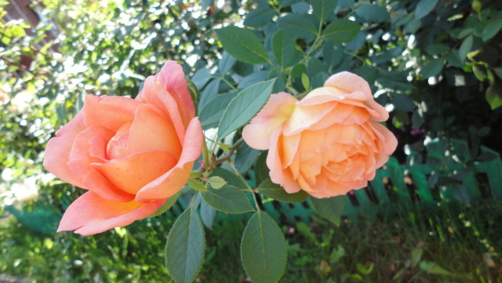 Обложка проекта: Сорт роз Д.Остина