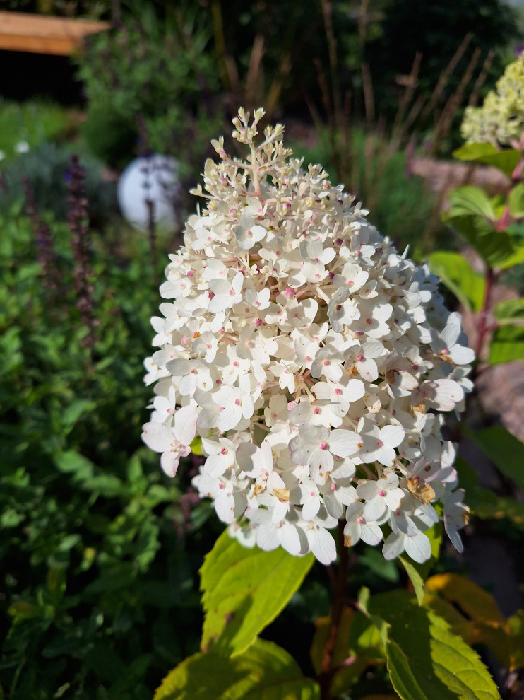 Обложка проекта: сад Шкатулка