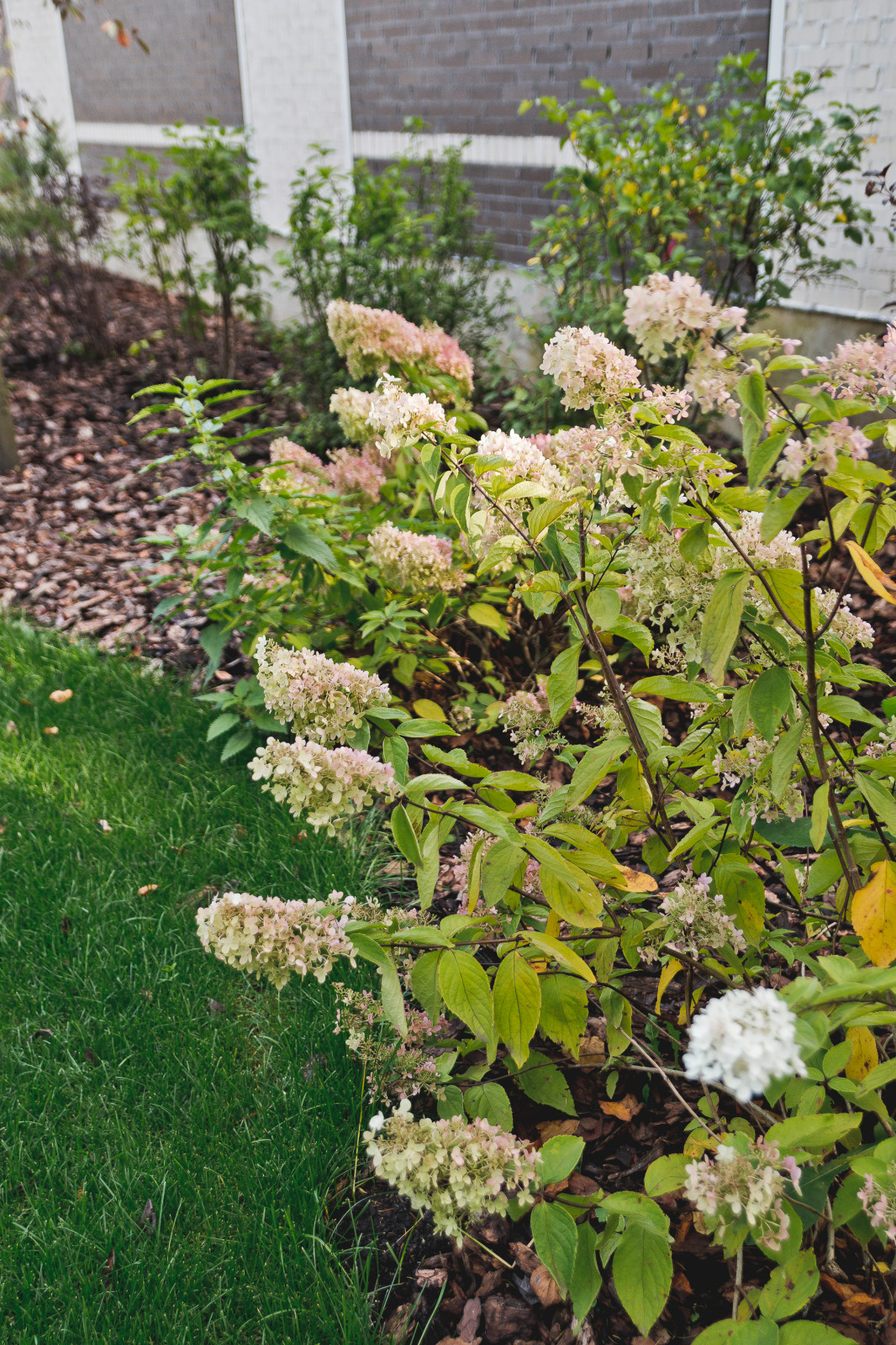 Сад на краю леса