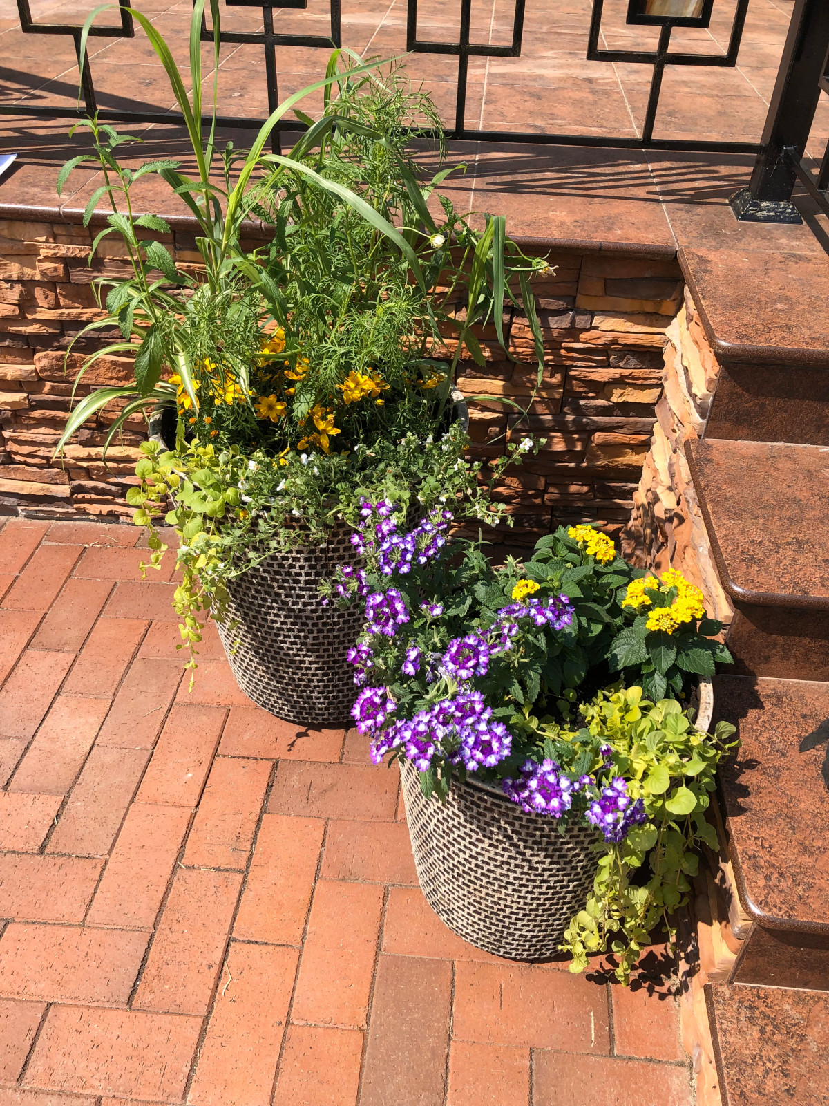 Обложка проекта: Цветники в контейнерах