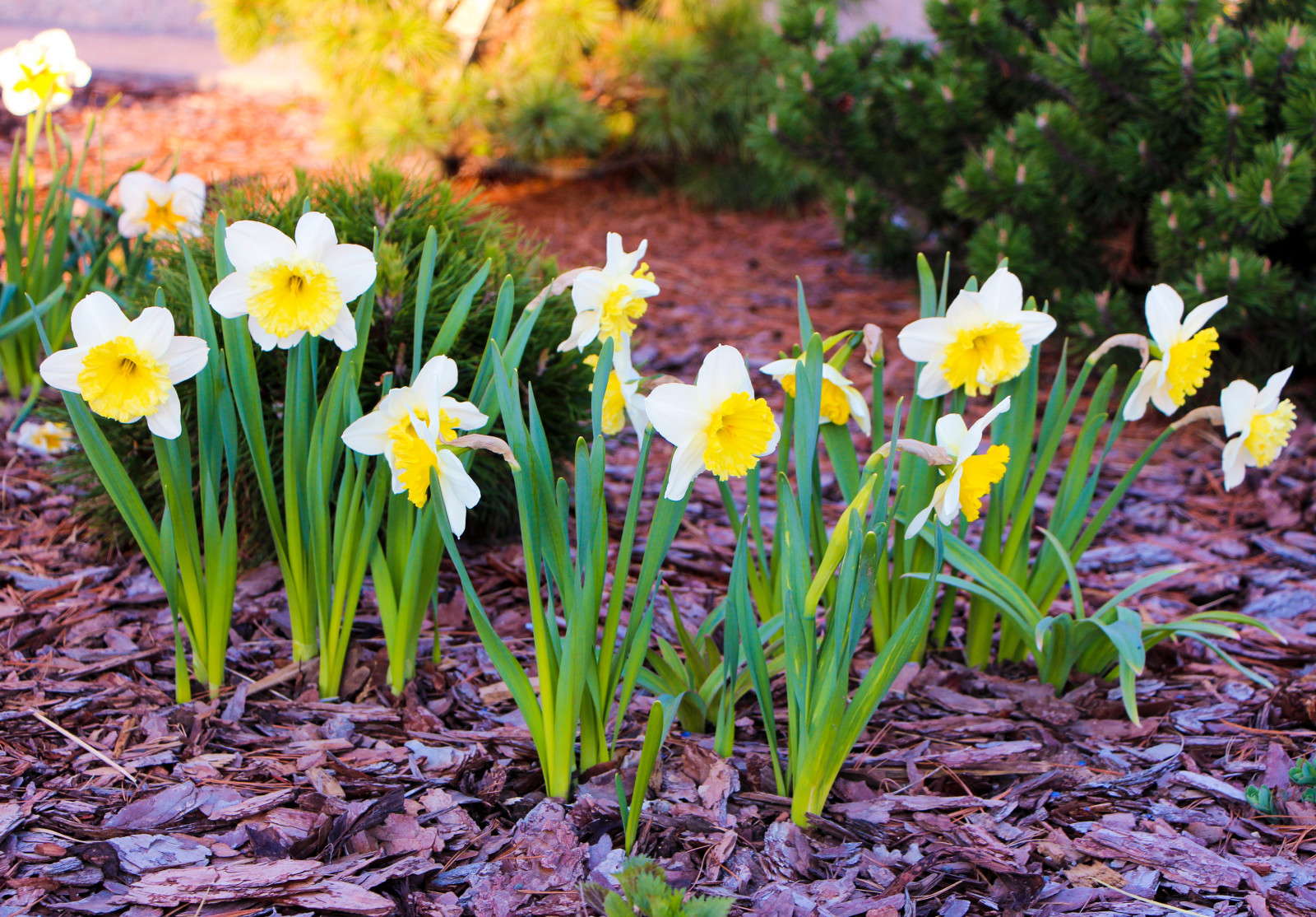 Горки-10, 2017-2020 г.г.