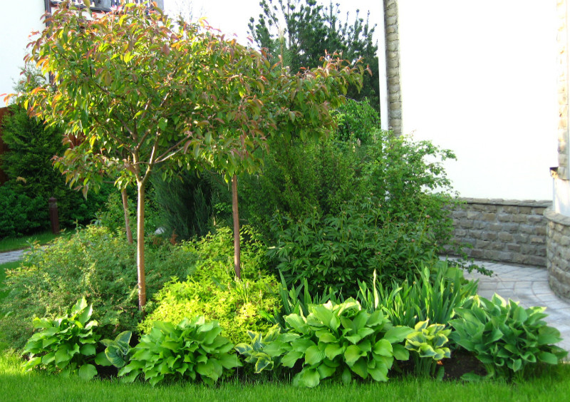 Обложка проекта: Озеленение небольшого участка