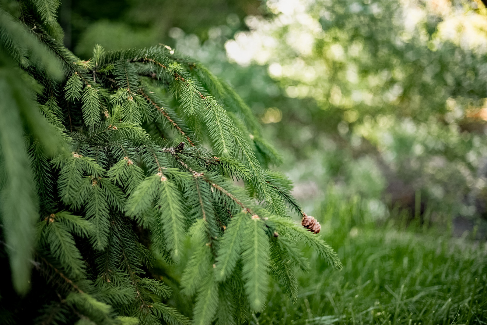 Обложка проекта: Лесной пейзаж