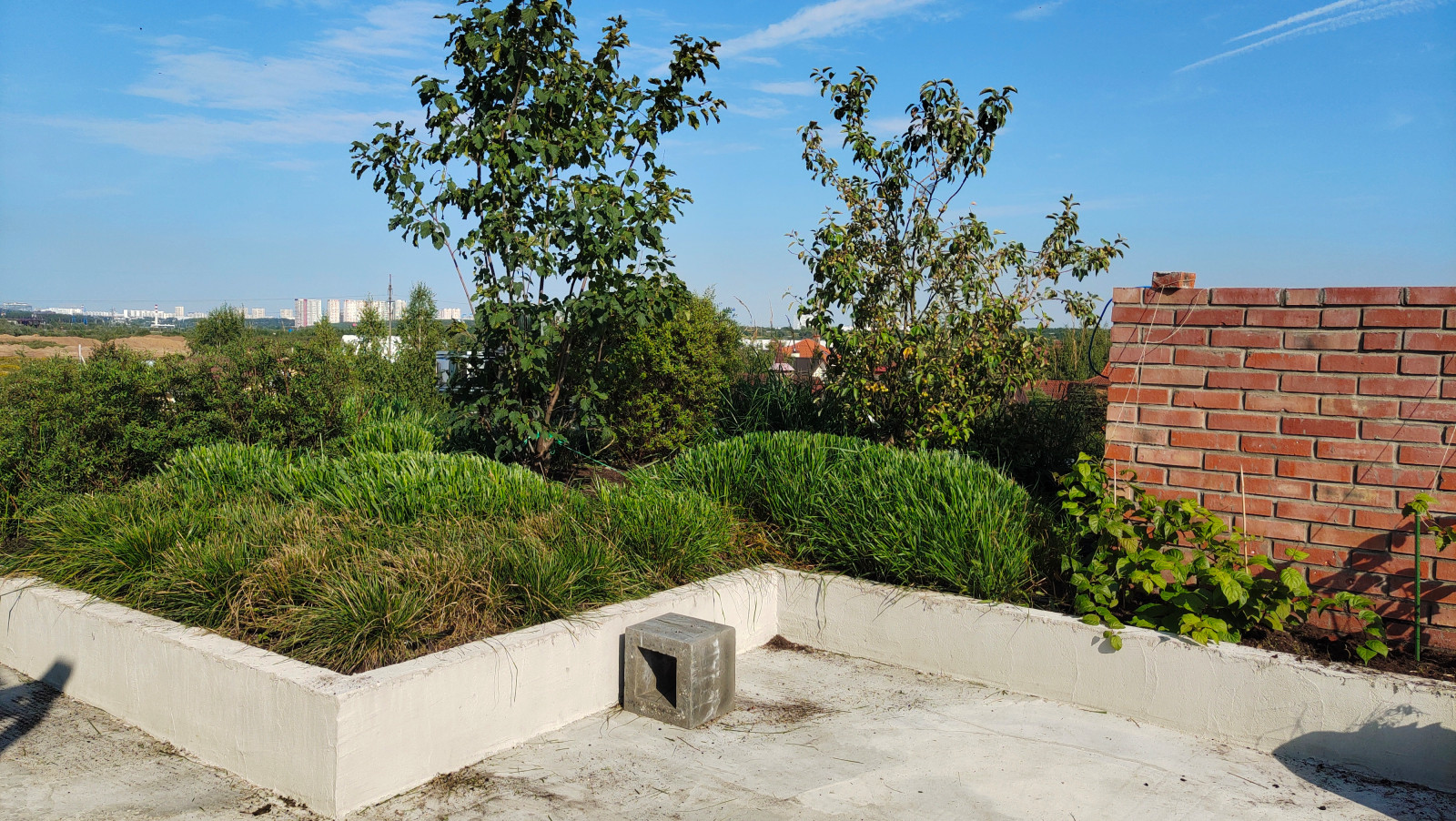 Сад на крыше
