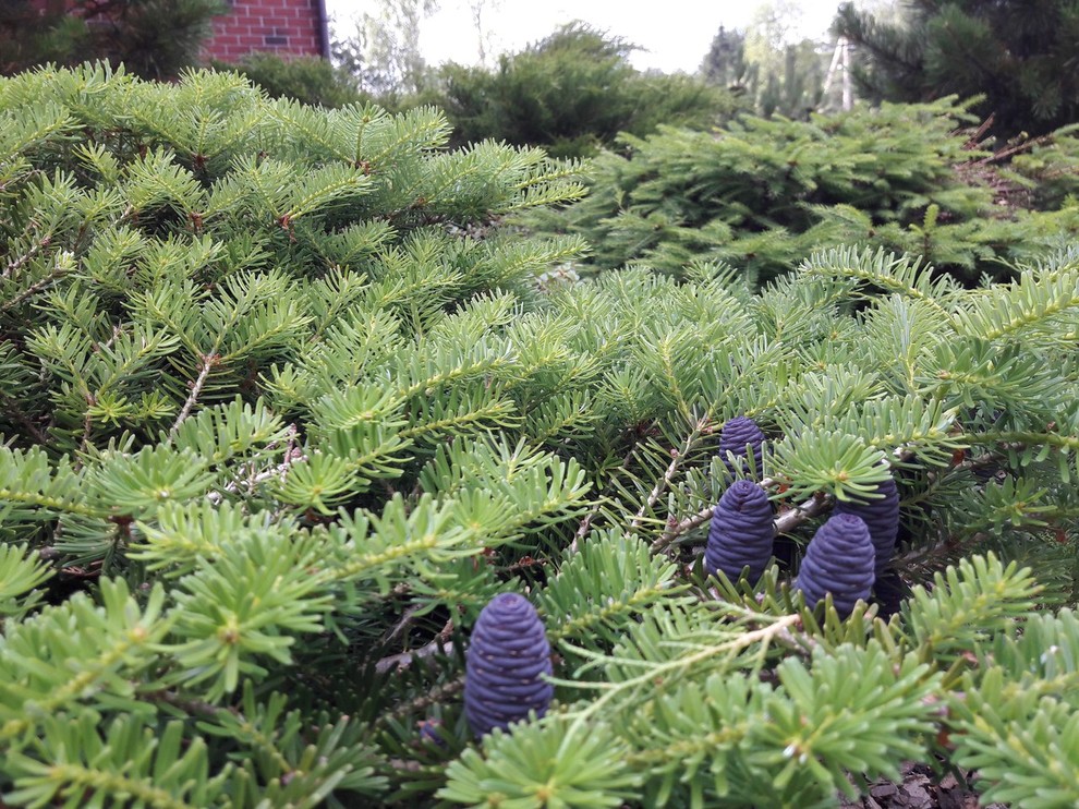 Сад  на холмах