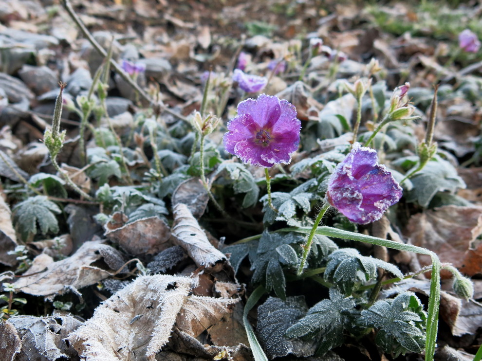 ЯГОДНОЕ ЛУКОШКО. СЕЗОН 2016. ПРЕДЗИМЬЕ. ПЕРВЫЕ ЗАМОРОЗКИ.