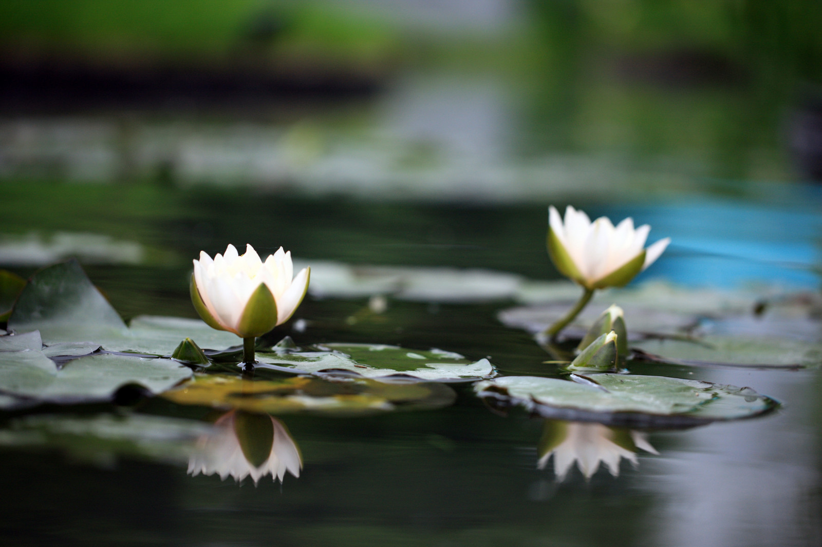 Геометрия природы Moscow Flower Show 2017