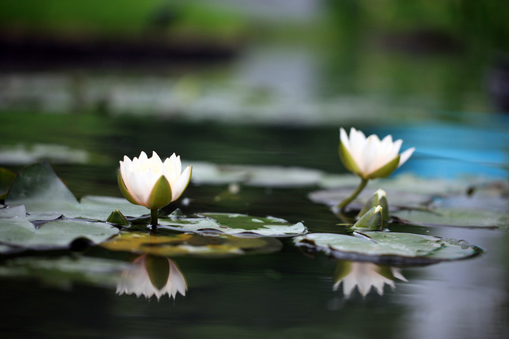 Геометрия природы Moscow Flower Show 2017