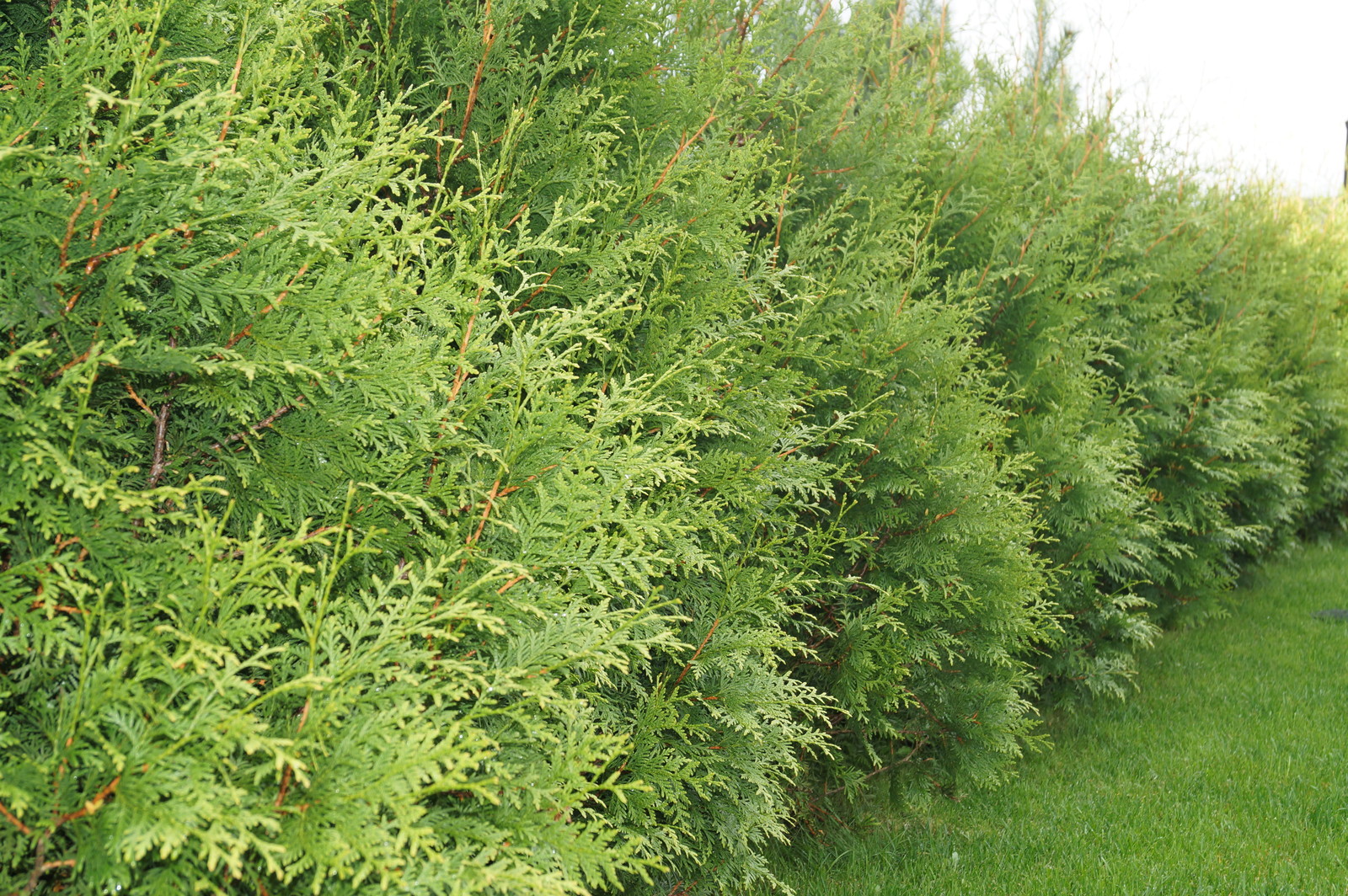 Токкари Лэнд