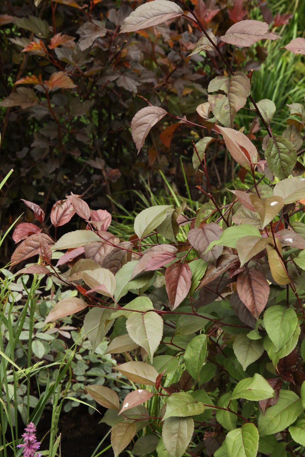 Выставочный сад "Азбука сада"