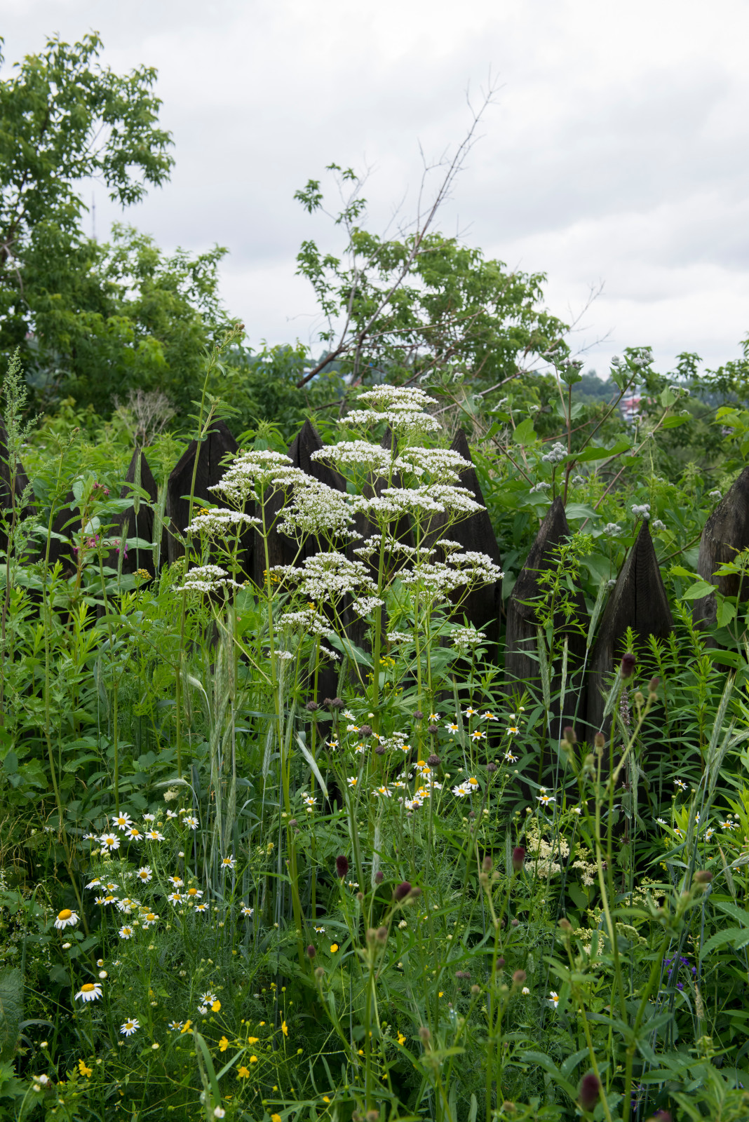 Цветник из аборигенных растений Томской области