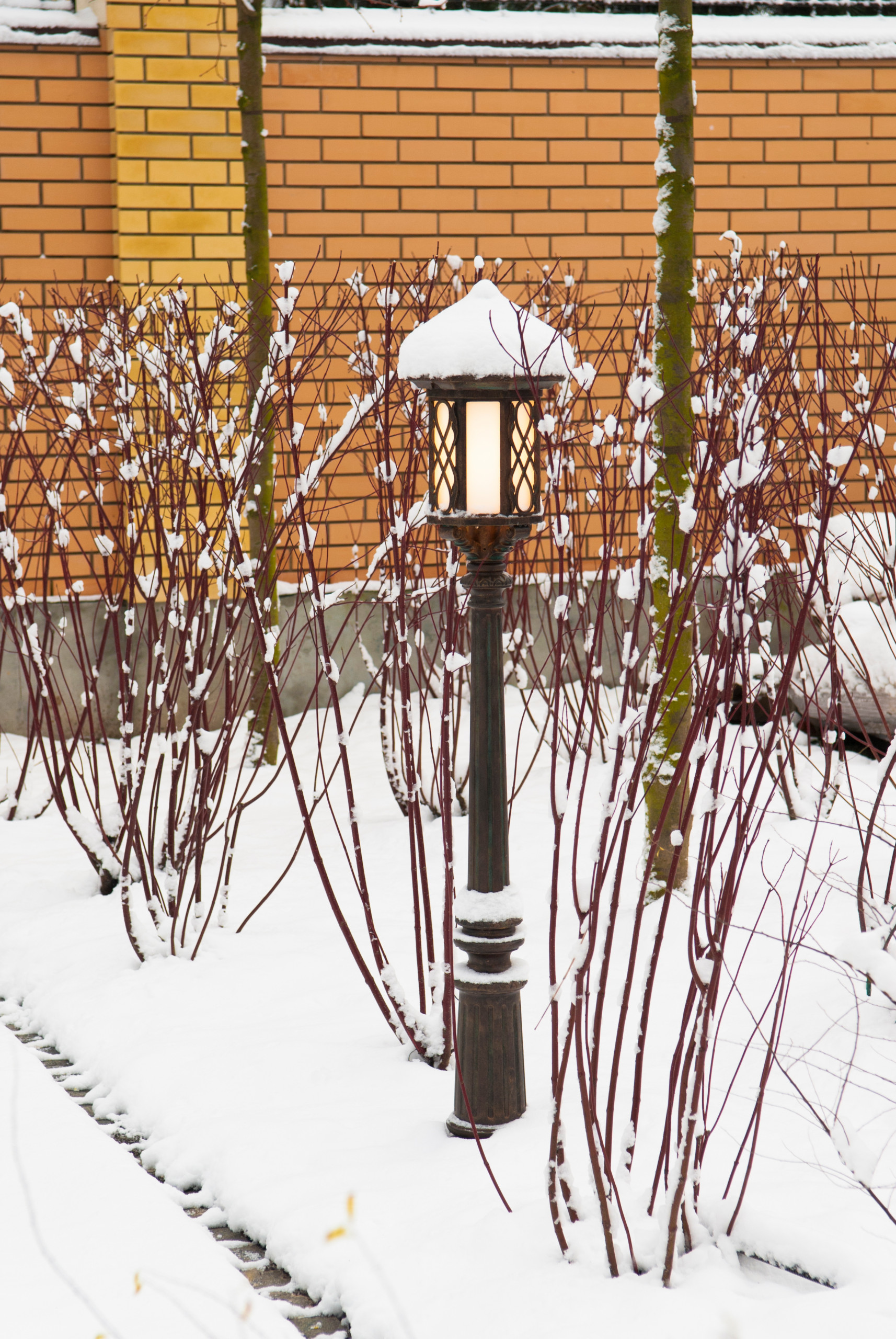 Ледниковый период: Как уберечь растения зимой