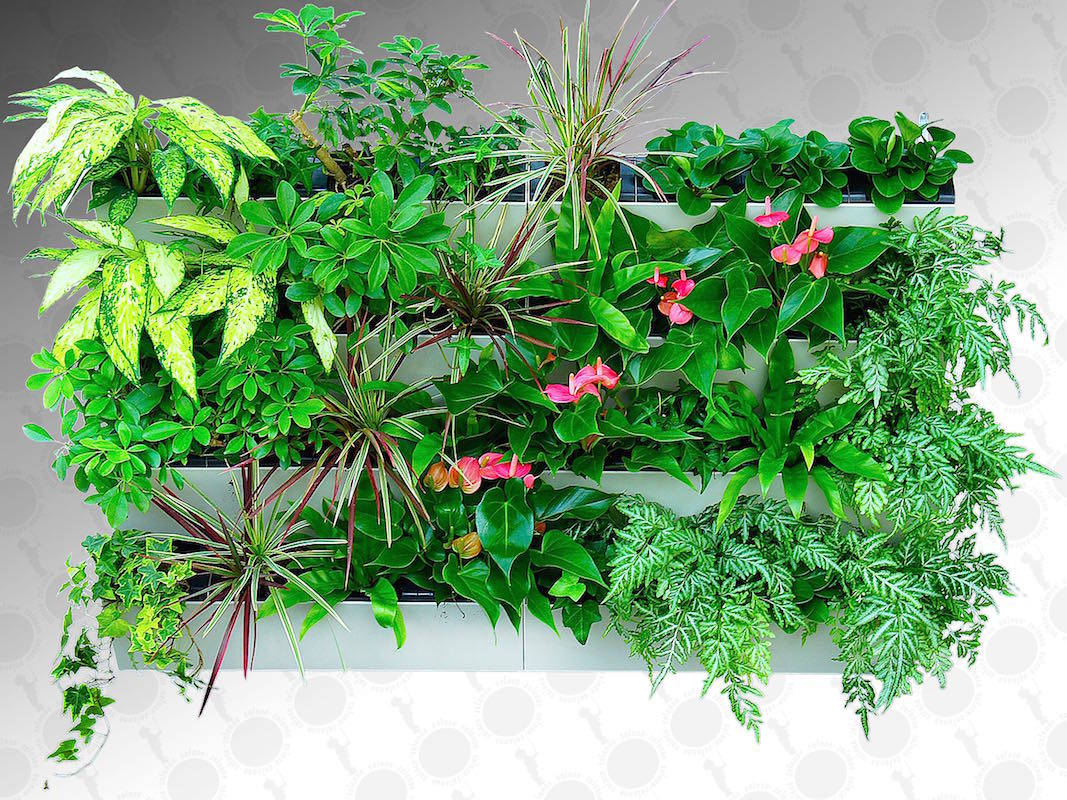 Азбука цветовода: Как выбрать фитомодуль для вертикального сада