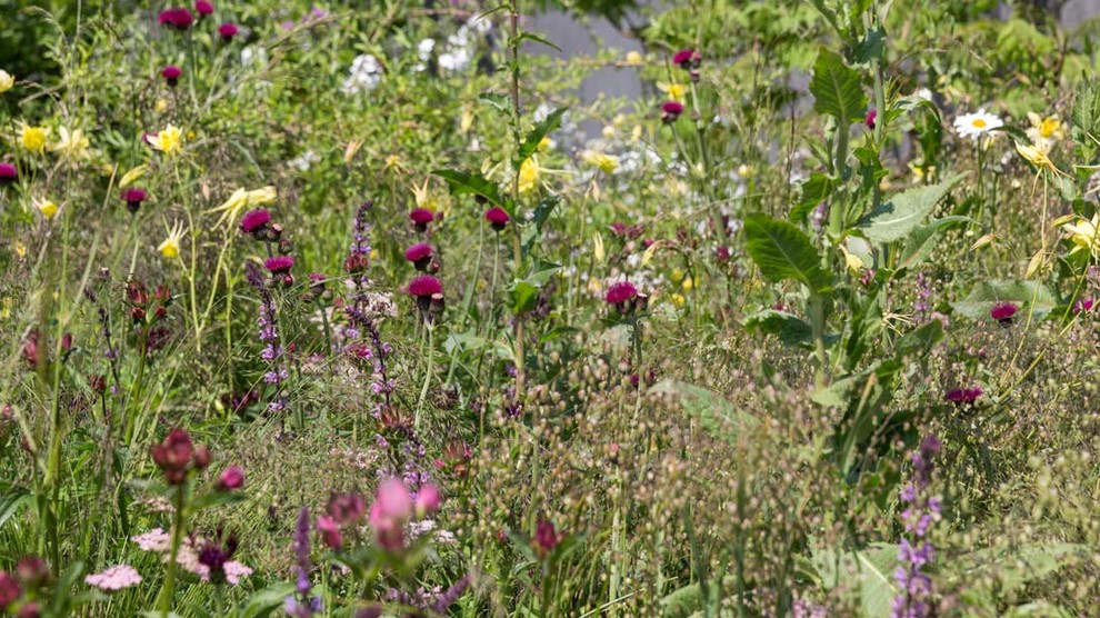 Уроки Chelsea Flower Show: Сад хорошего самочувствия