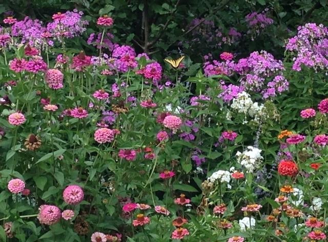 Растение месяца: Флокс метельчатый