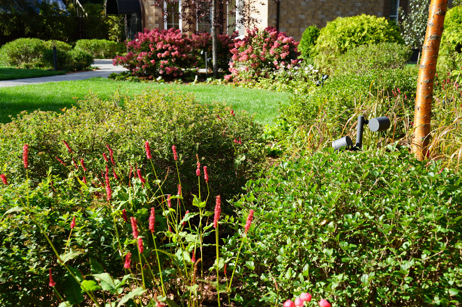 Круговорот  цвета. Дубровка 2021